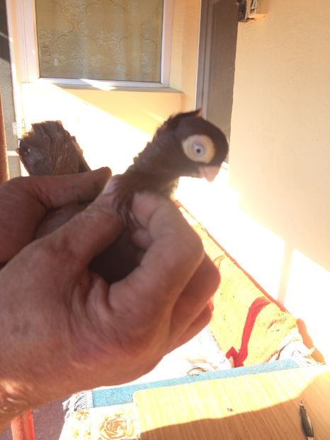 Roșu M5 - porumbei 2