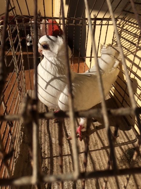 Alb F1 - 2014 - porumbei 2