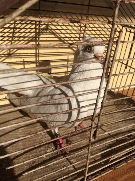 Alb F1 - 2014 - porumbei 2