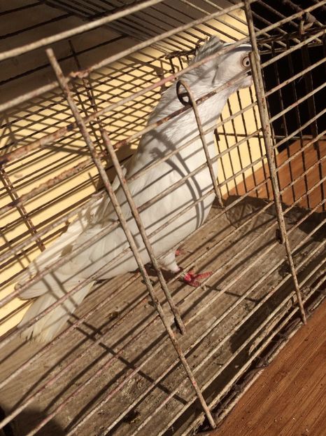 Alb F2 - 2014 - porumbei 2