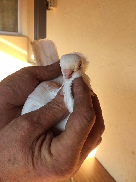 Alb F2 - 2014 - porumbei 2