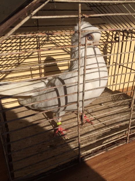 Alb F3 - 2017 - porumbei 2