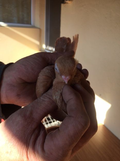 Galben F4 - 2017 - porumbei 2