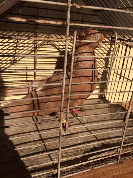 Galben F5 - 2017 - porumbei 2