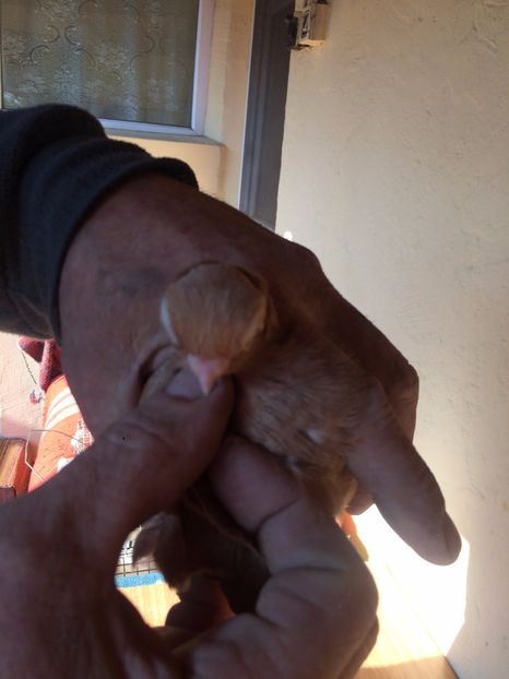 Galben F6 - porumbei 2