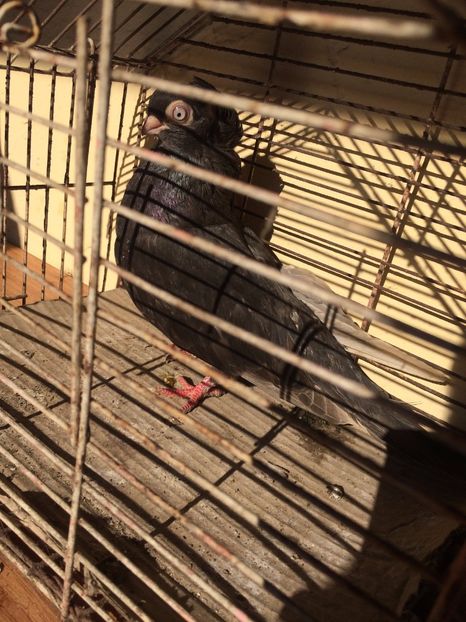 Castaniu F7 - 2017 - porumbei 2