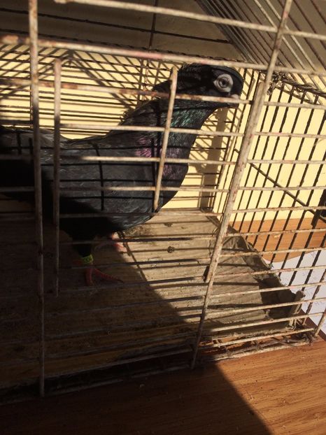 Corb F8 - 2017 - porumbei 2