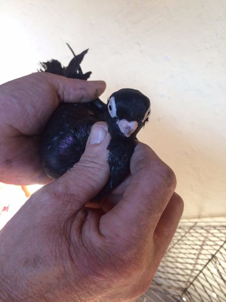 Corb F8 - 2017 - porumbei 2