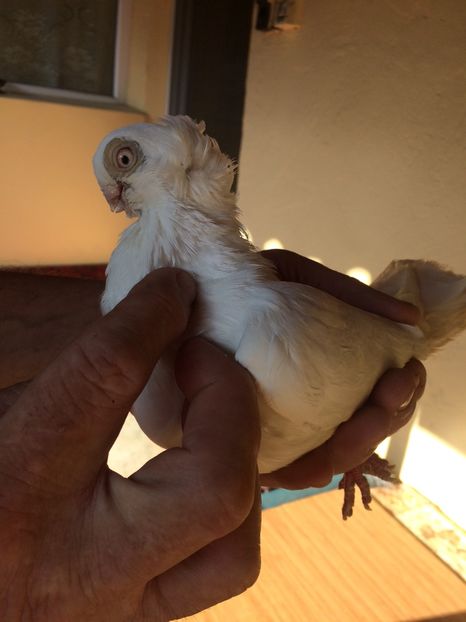 Alb M6 - 2013 - porumbei 2