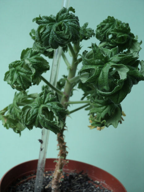 11 nov. 2017 Ghemuletul meu a mai crescut... - Muscate 2017-2018- 2019-2020-2023-2024 - 2025