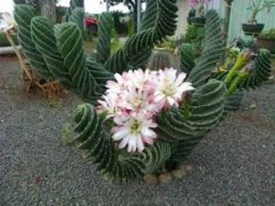 Cereus validus spiralis - 011 Dorinte