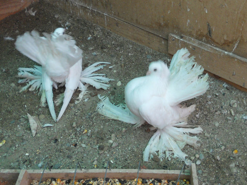 RSCN3517 - SIBERIENI 2017 DE VANZARE