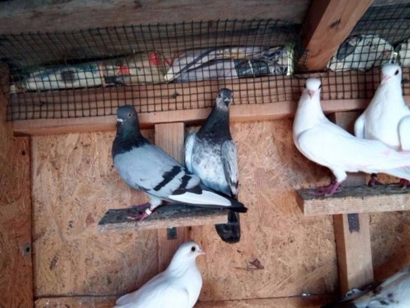 Femele 2016 - 50-45 lei - De vanzare nov 2017