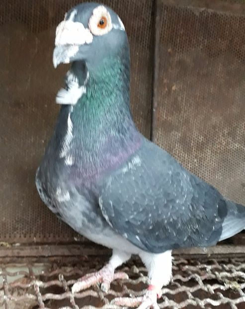  - 2- PORUMBEI VOIAJORI PE STIL VECHI