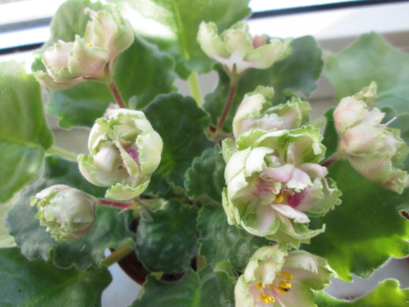  - Le Malachitovaja Rosa