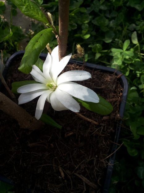 Magnolia stellata rosea - Magnolii 2017-2018