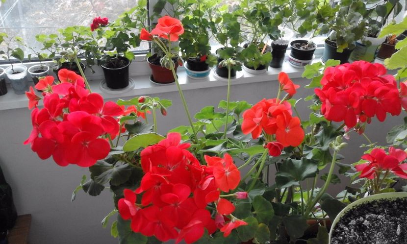  - Continuarea de la albumul Flori 2017 cu noi provocari