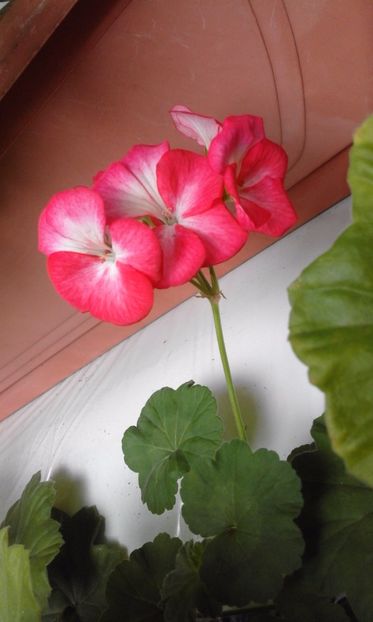  - Continuarea de la albumul Flori 2017 cu noi provocari