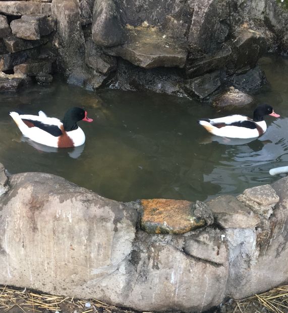  - Rațe Călifar Alb