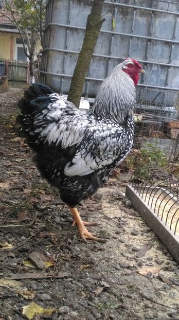 cocos tineret 1 - WYANDOTTE ARGINTIU