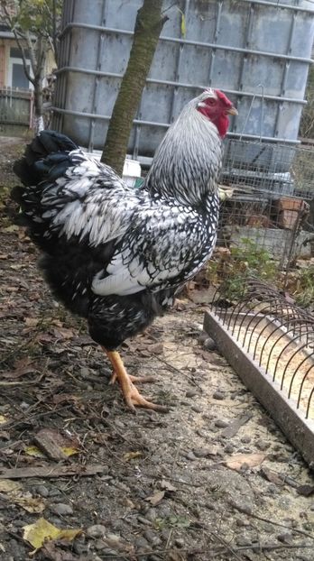  - WYANDOTTE ARGINTIU