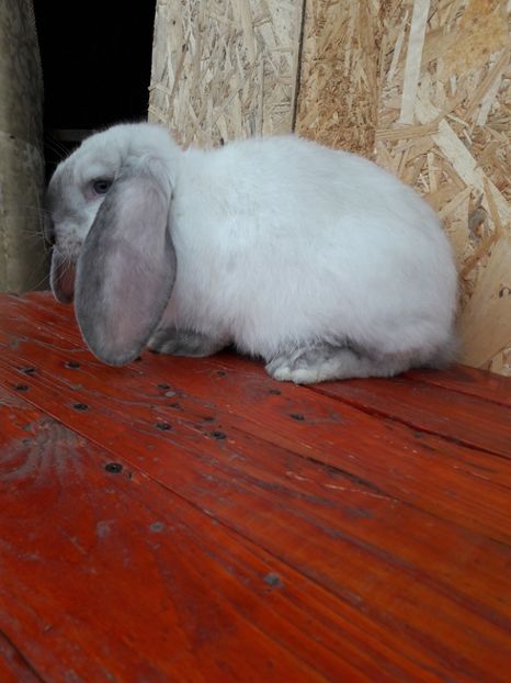  - 1_1mascul_sallander