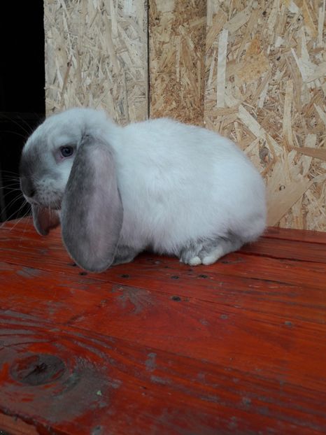  - 1_1mascul_sallander