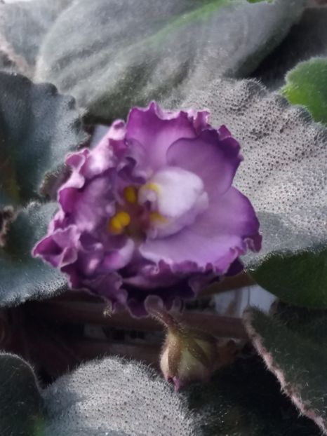 11 oct - ZZ Buckeye Blushing