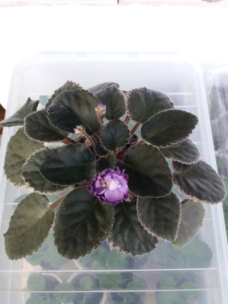 11 oct - ZZ Buckeye Blushing