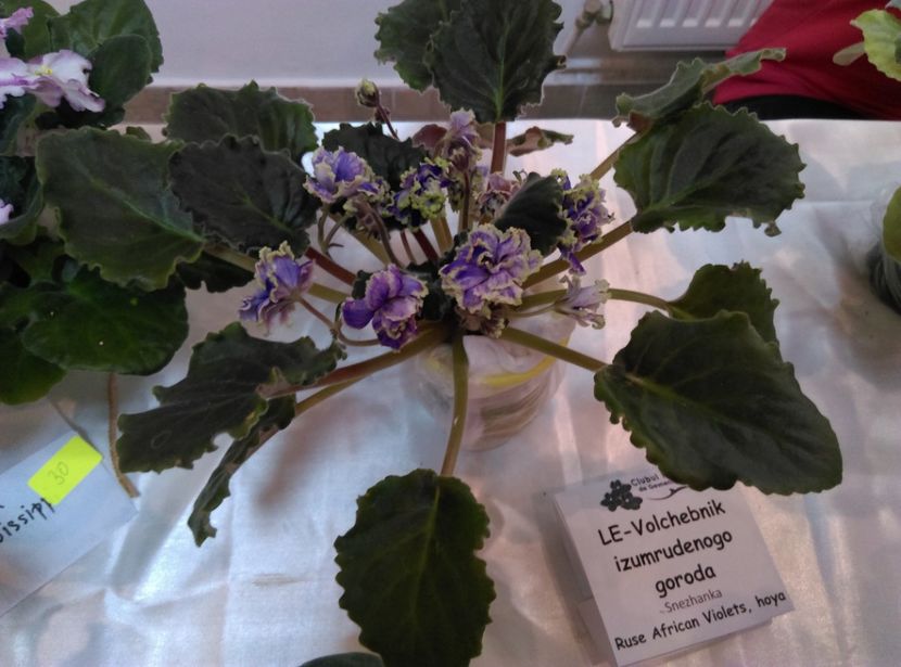  - Expozitia de violete noiembrie 2017