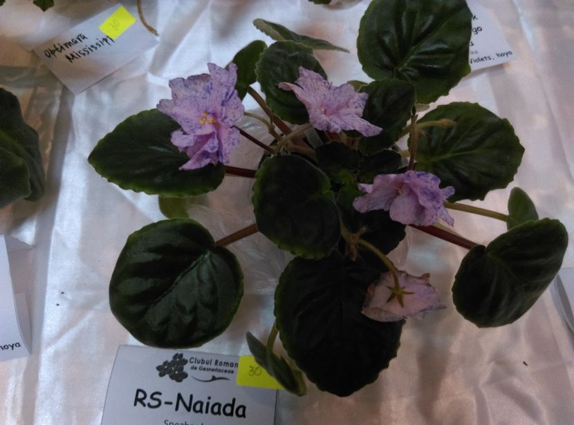  - Expozitia de violete noiembrie 2017