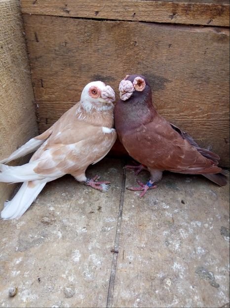 P1 m-2012,f-2014 - Perechi 2018