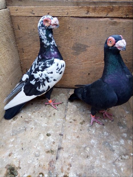 P4 m-2014,f-2016 - Perechi 2018