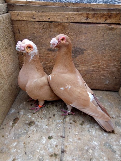 P6 m-2015,f-2015 - Perechi 2018