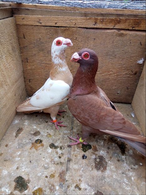 P10 m-2017,f-2017 - Perechi 2018