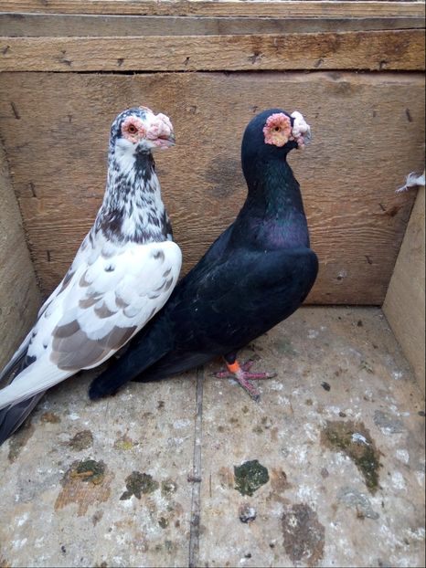 P12 m-2015,f-2015 - Perechi 2018