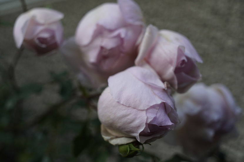 _DSC2701 - The Wedgwood Rose