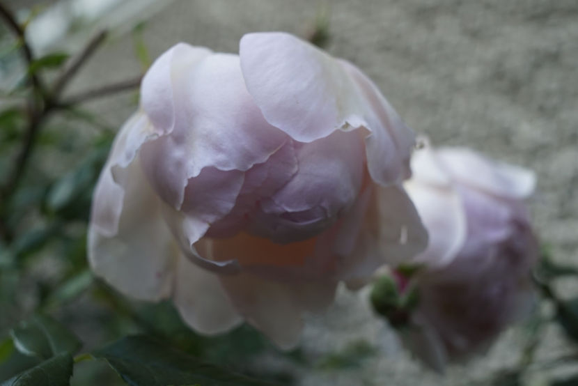 _DSC2702 - The Wedgwood Rose