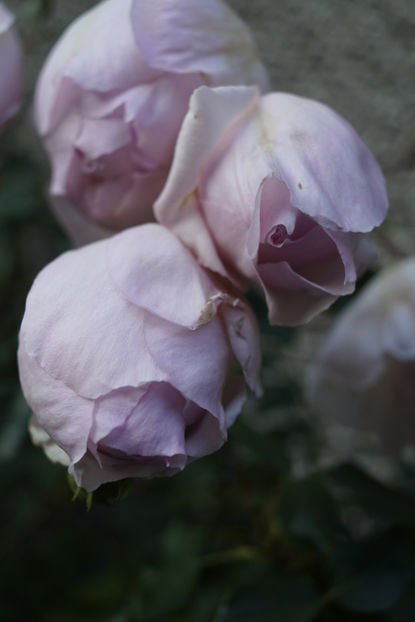 _DSC2703 - The Wedgwood Rose