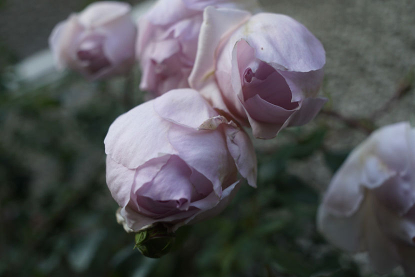 _DSC2705 - The Wedgwood Rose