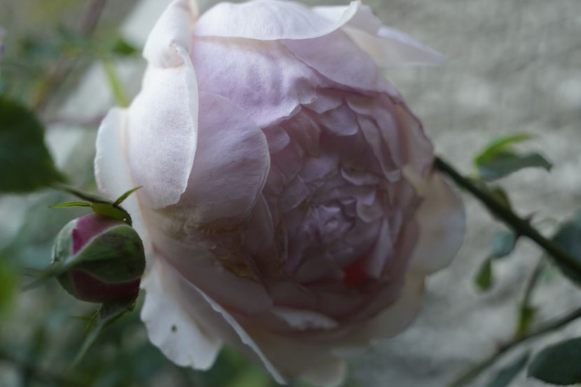 _DSC2706 - The Wedgwood Rose