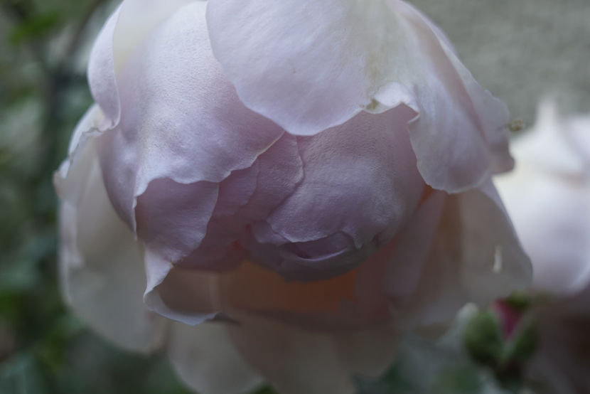 _DSC2707 - The Wedgwood Rose