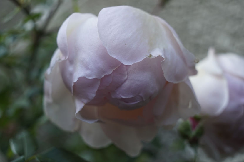 _DSC2708 - The Wedgwood Rose