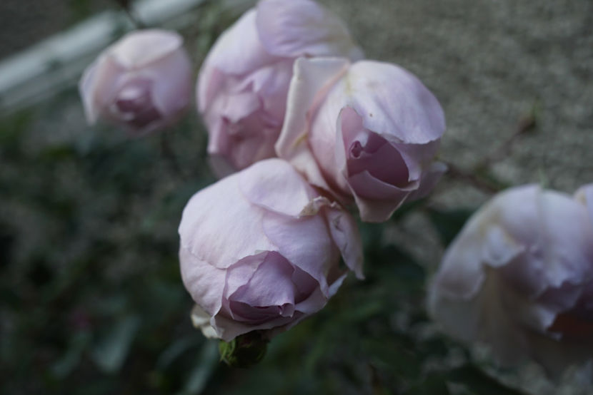 _DSC2709 - The Wedgwood Rose