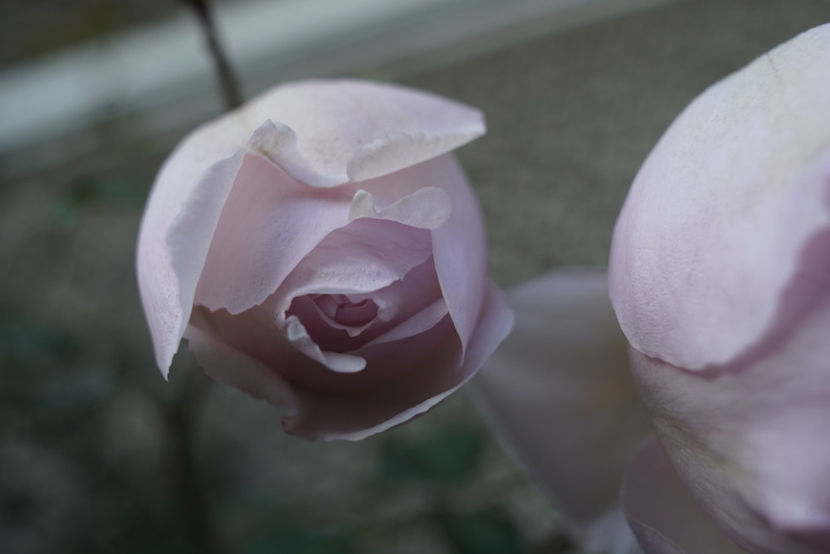 _DSC2714 - The Wedgwood Rose