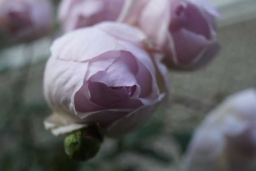 _DSC2720 - The Wedgwood Rose