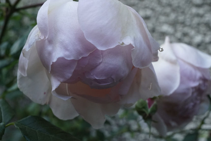 _DSC2770 - The Wedgwood Rose