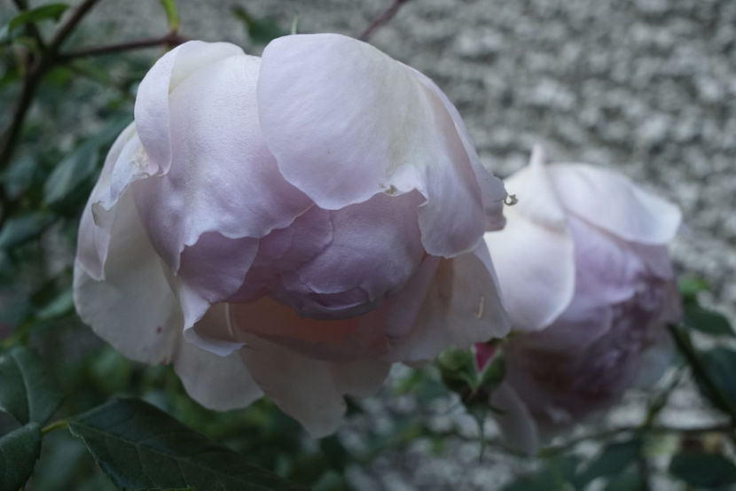 _DSC2772 - The Wedgwood Rose