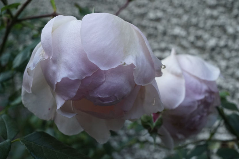 _DSC2773 - The Wedgwood Rose