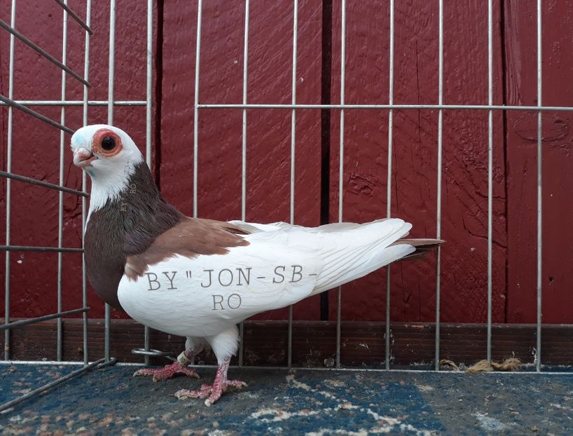WIENER GANSEL - A--PICTURES OF MY PIGEON BREEDS